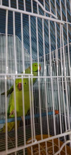 Ringneck Breeding pairs and hand taim male