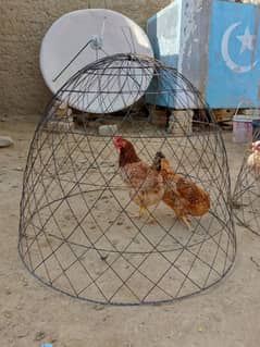 Aseel hens Cages available for sell