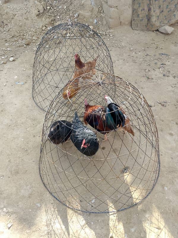 Aseel hens Cages available for sell 1