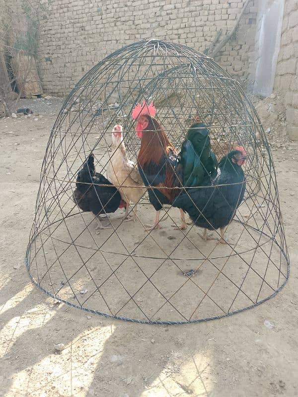 Aseel hens Cages available for sell 2