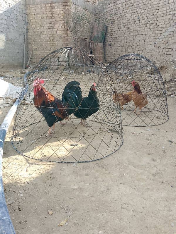 Aseel hens Cages available for sell 3