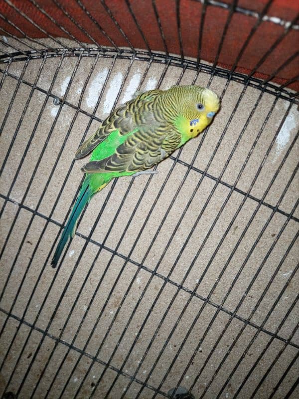 Male Budgie 0