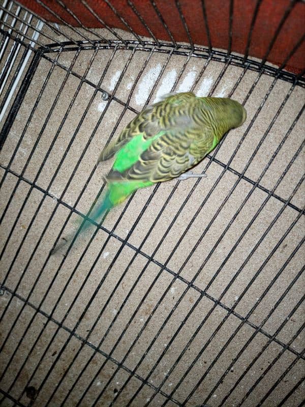 Male Budgie 1