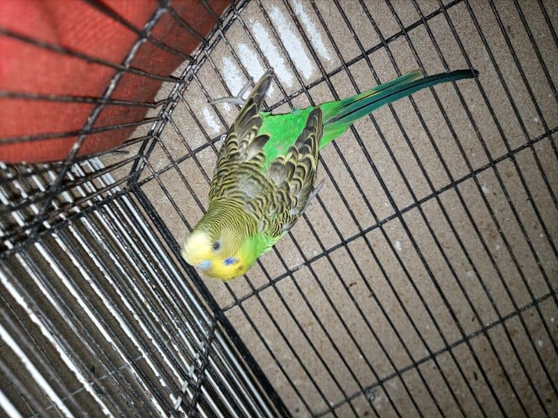 Male Budgie 2