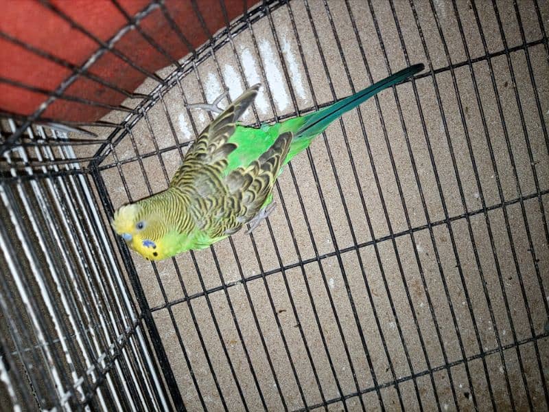 Male Budgie 3