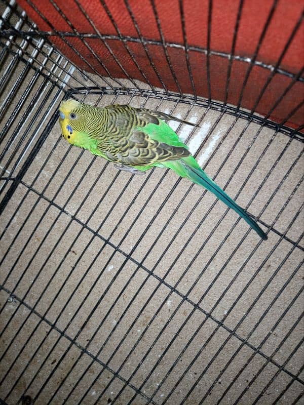 Male Budgie 4