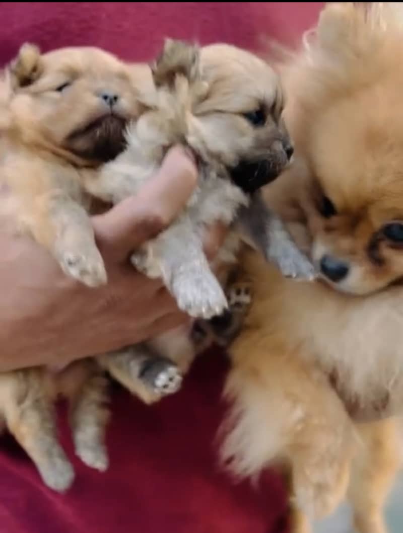 pomeranian puppies available 03224546936 whatsapp contact me 1