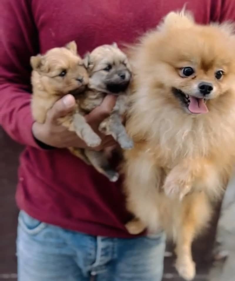 pomeranian puppies available 03224546936 whatsapp contact me 7