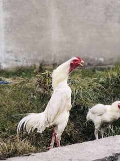 White Heera Shamoo hom breed