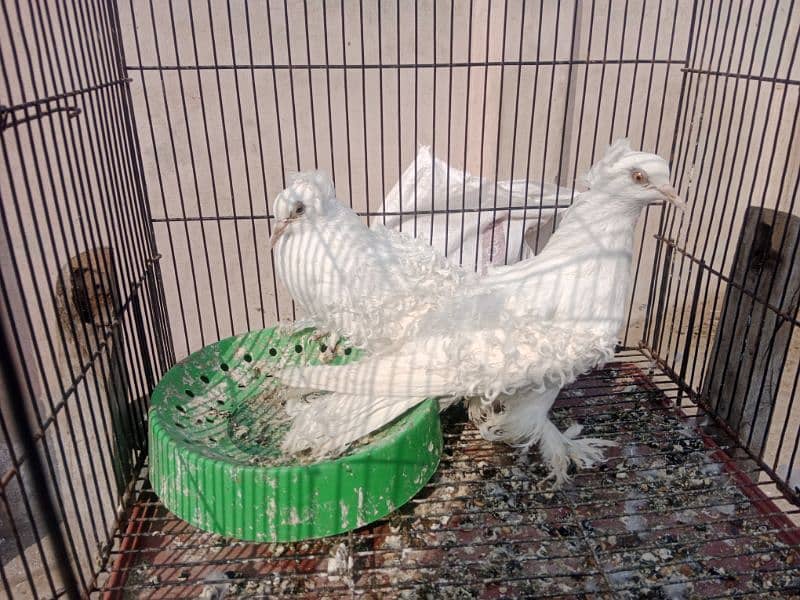 breeder pair for sale in Faisalabad 1