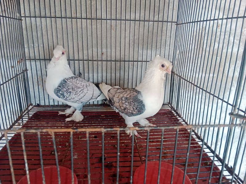 breeder pair for sale in Faisalabad 3