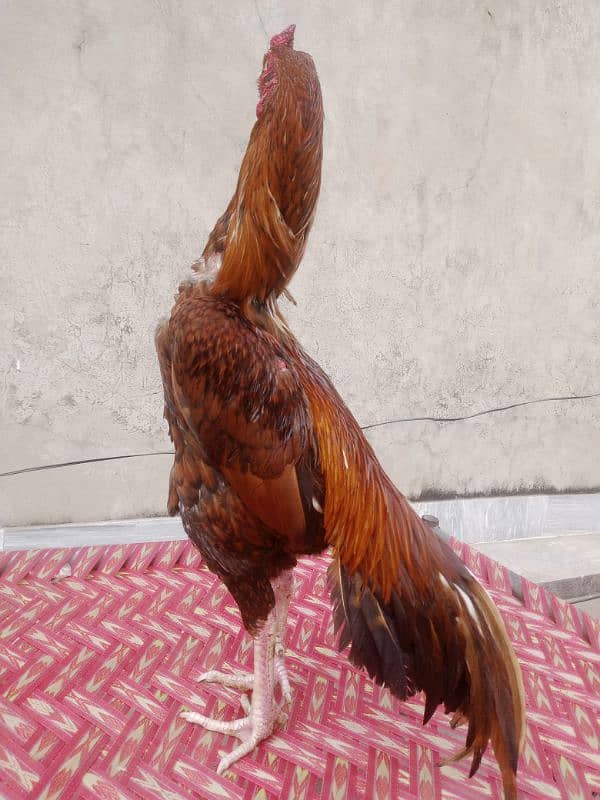 long high male for sale 4