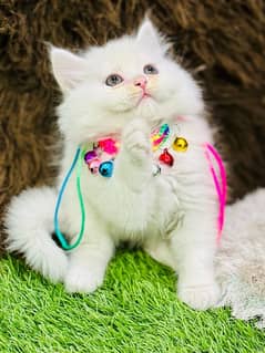 Persian Kittens Ready For New Home