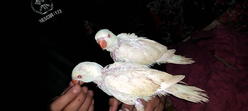 white ringing baby hand taim self 03414674896 0