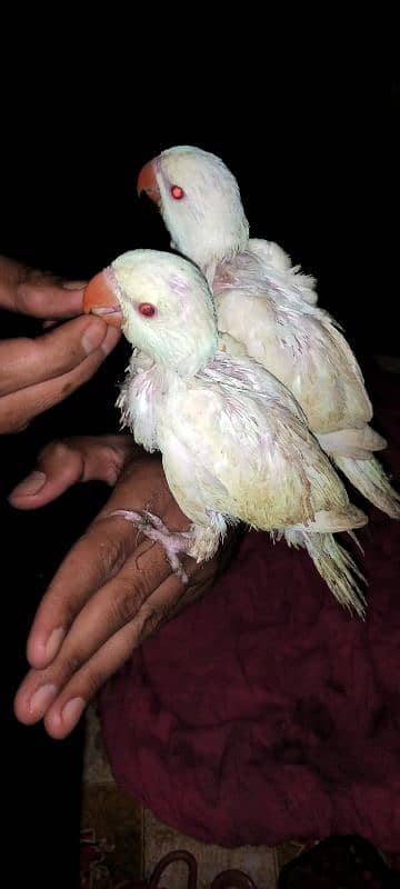 white ringing baby hand taim self 03414674896 2