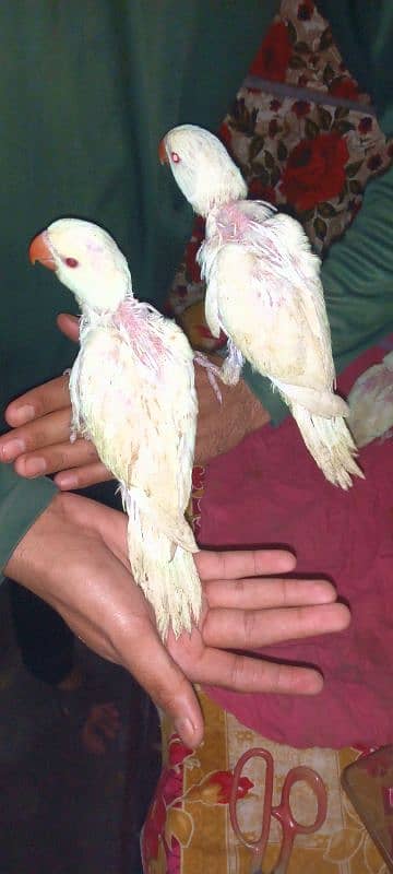 white ringing baby hand taim self 03414674896 3