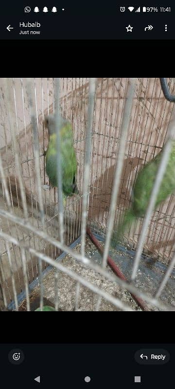 ringneck parrot male or female hai plum headed 2