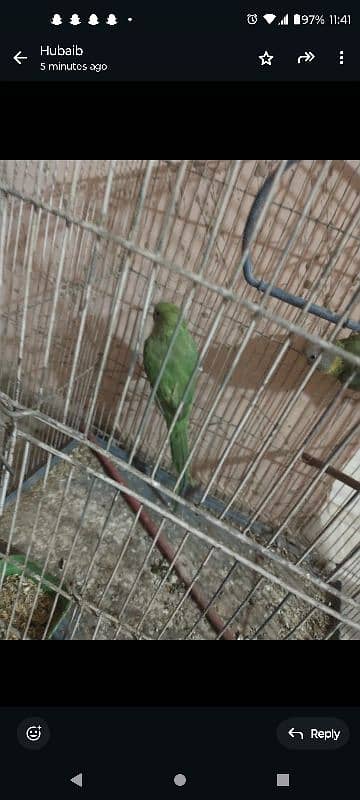 ringneck parrot male or female hai plum headed 3