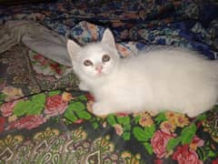 Persian kittens for sale