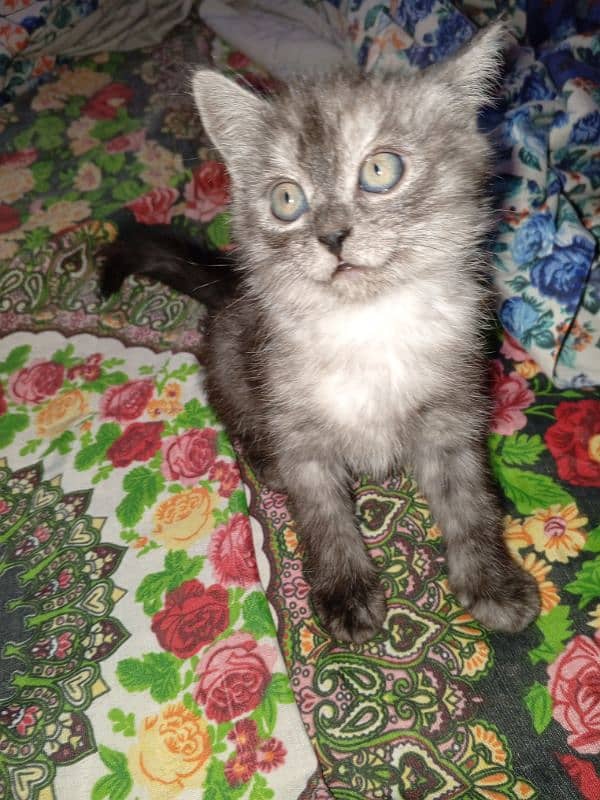 Persian kittens for sale 1