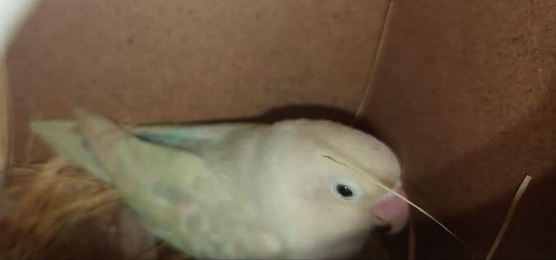 Opline breeder pair  parblu male white pasta female cage and box also 0