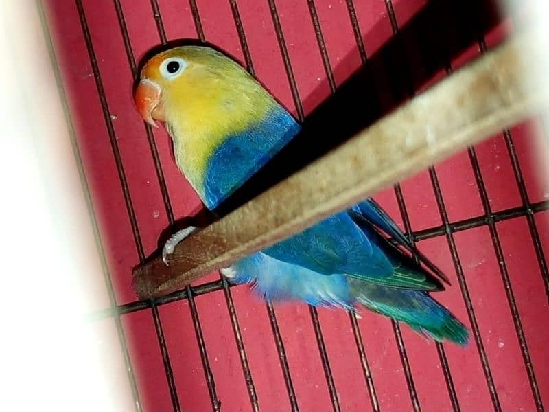 Opline breeder pair  parblu male white pasta female cage and box also 1