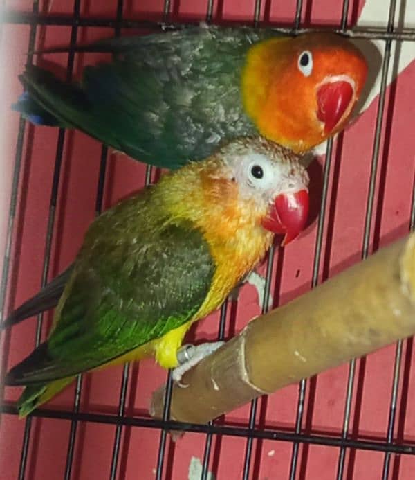 Opline breeder pair  parblu male white pasta female cage and box also 2