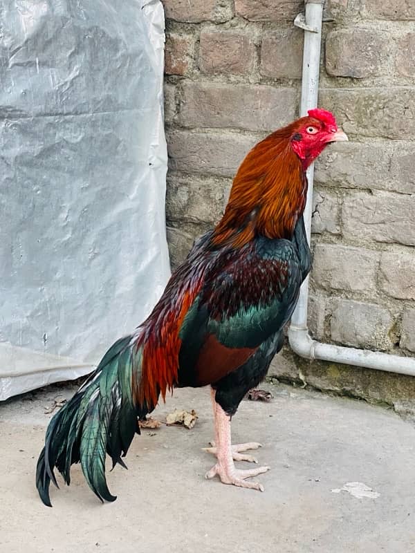 Pure Mianwali Breeder Cock 0