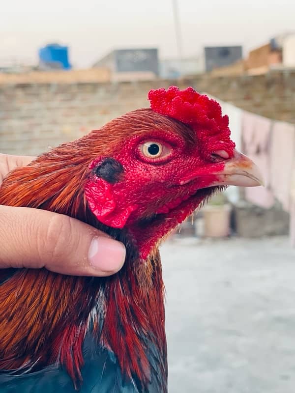 Pure Mianwali Breeder Cock 1