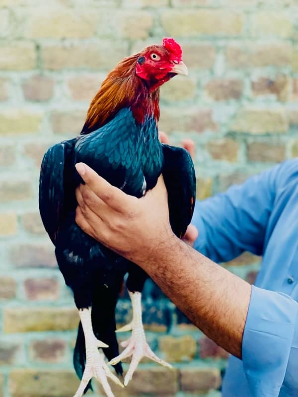 Pure Mianwali Breeder Cock 2