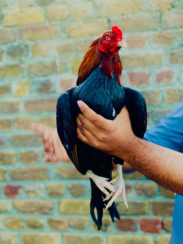 Pure Mianwali Breeder Cock 3