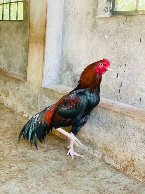 Pure Mianwali Breeder Cock 4