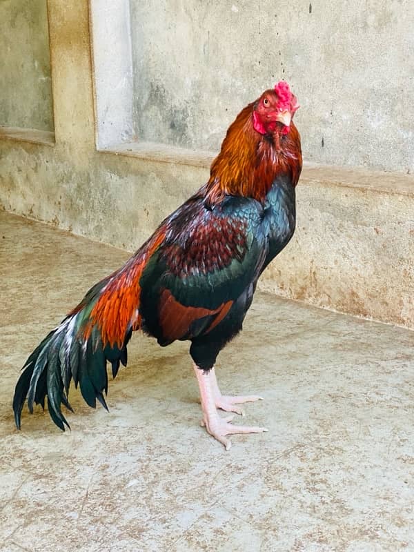 Pure Mianwali Breeder Cock 5