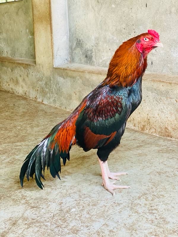 Pure Mianwali Breeder Cock 6