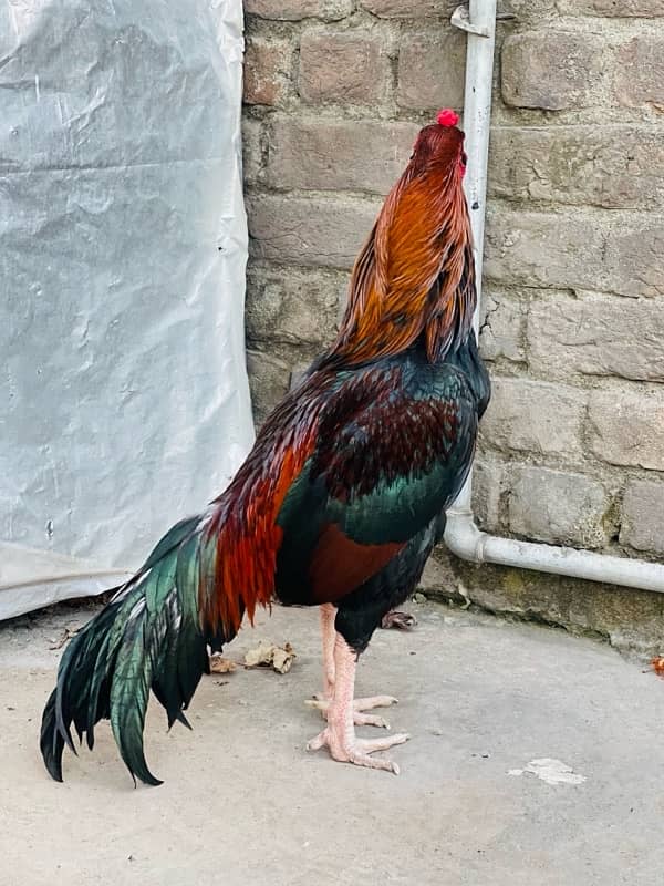 Pure Mianwali Breeder Cock 7