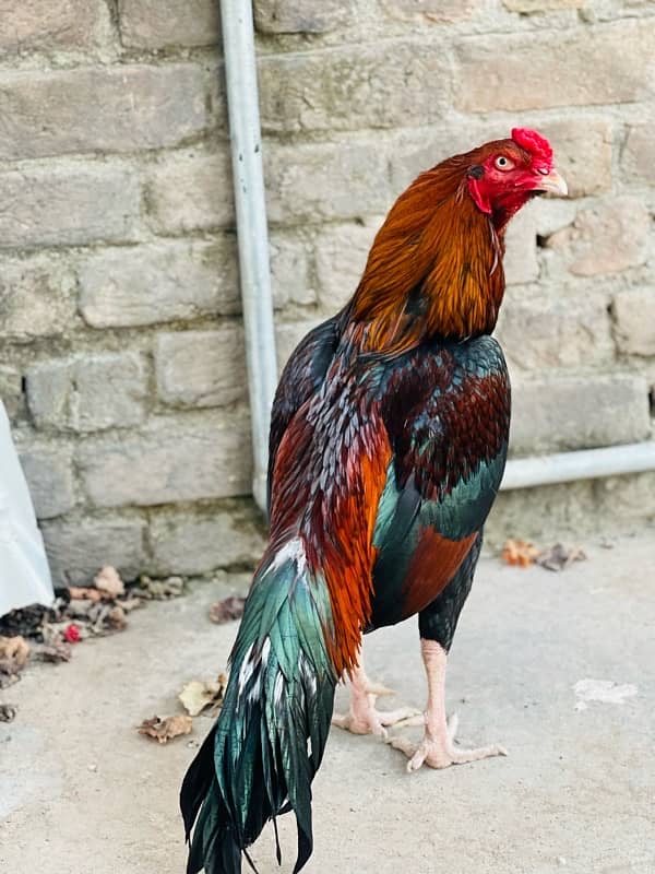 Pure Mianwali Breeder Cock 9