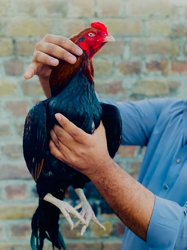 Pure Mianwali Breeder Cock 10