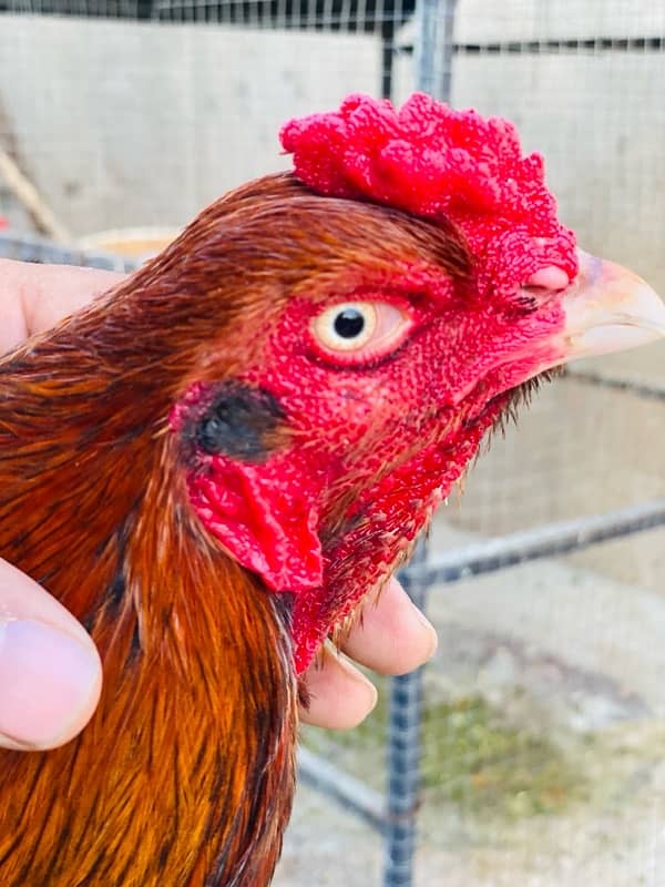 Pure Mianwali Breeder Cock 11