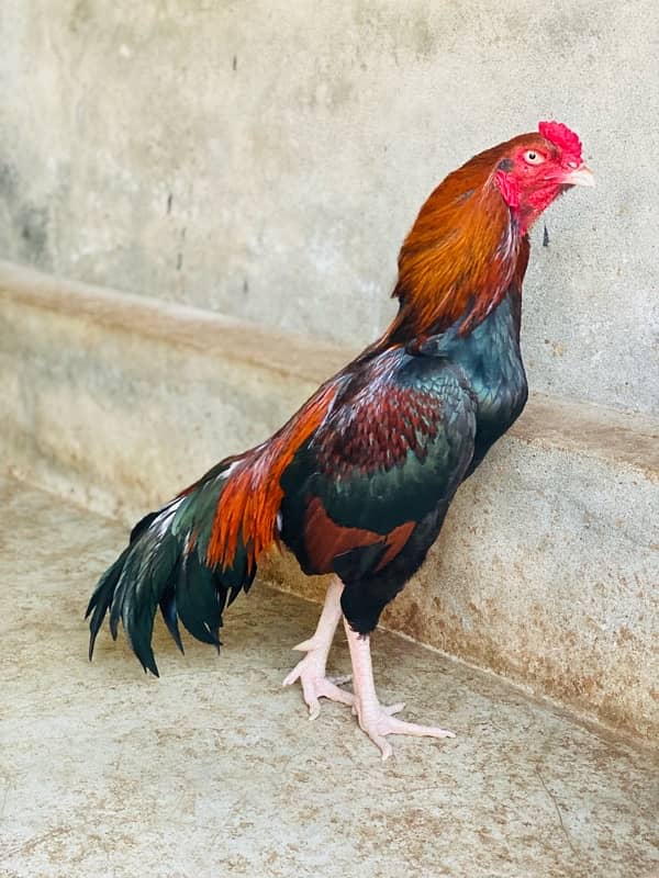 Pure Mianwali Breeder Cock 12