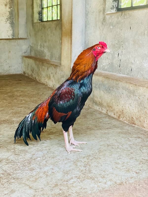 Pure Mianwali Breeder Cock 13