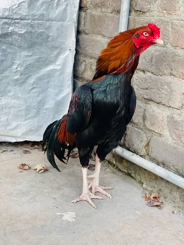 Pure Mianwali Breeder Cock 14