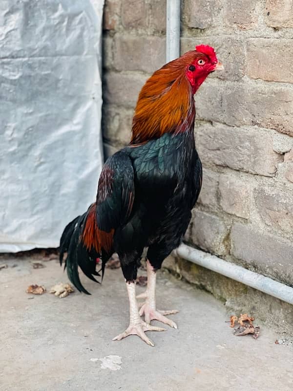 Pure Mianwali Breeder Cock 15