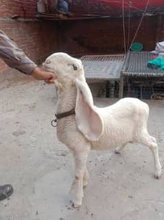 Bakra Chatra Goat Sheep Kajla. 03061715692