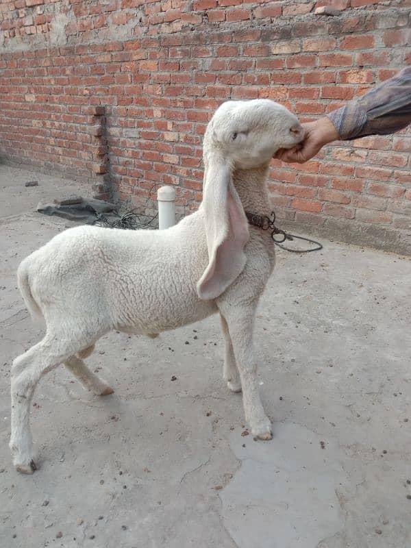 Bakra Chatra Goat Sheep Kajla. 03061715692 1