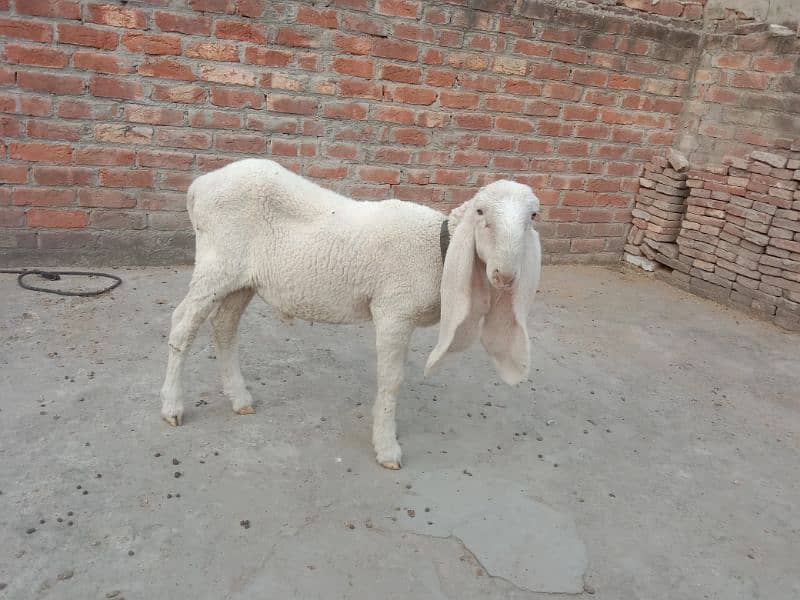 Bakra Chatra Goat Sheep Kajla. 03061715692 3