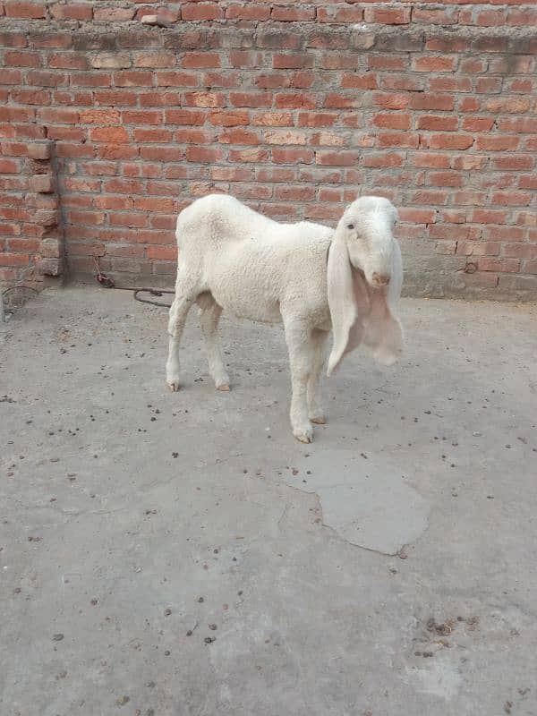 Bakra Chatra Goat Sheep Kajla. 03061715692 4