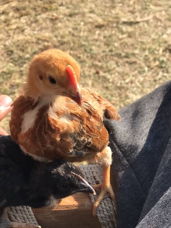 chicks 1