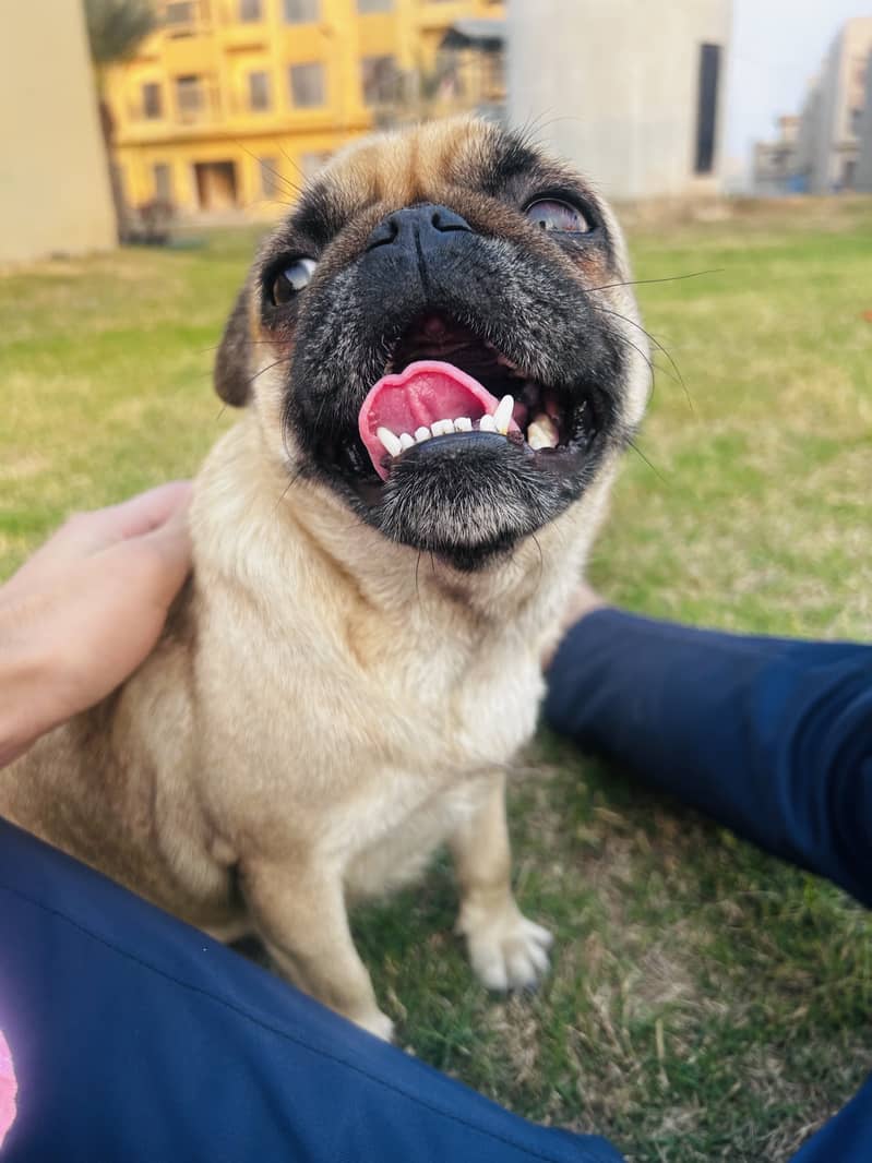 Female Pug Dog 6