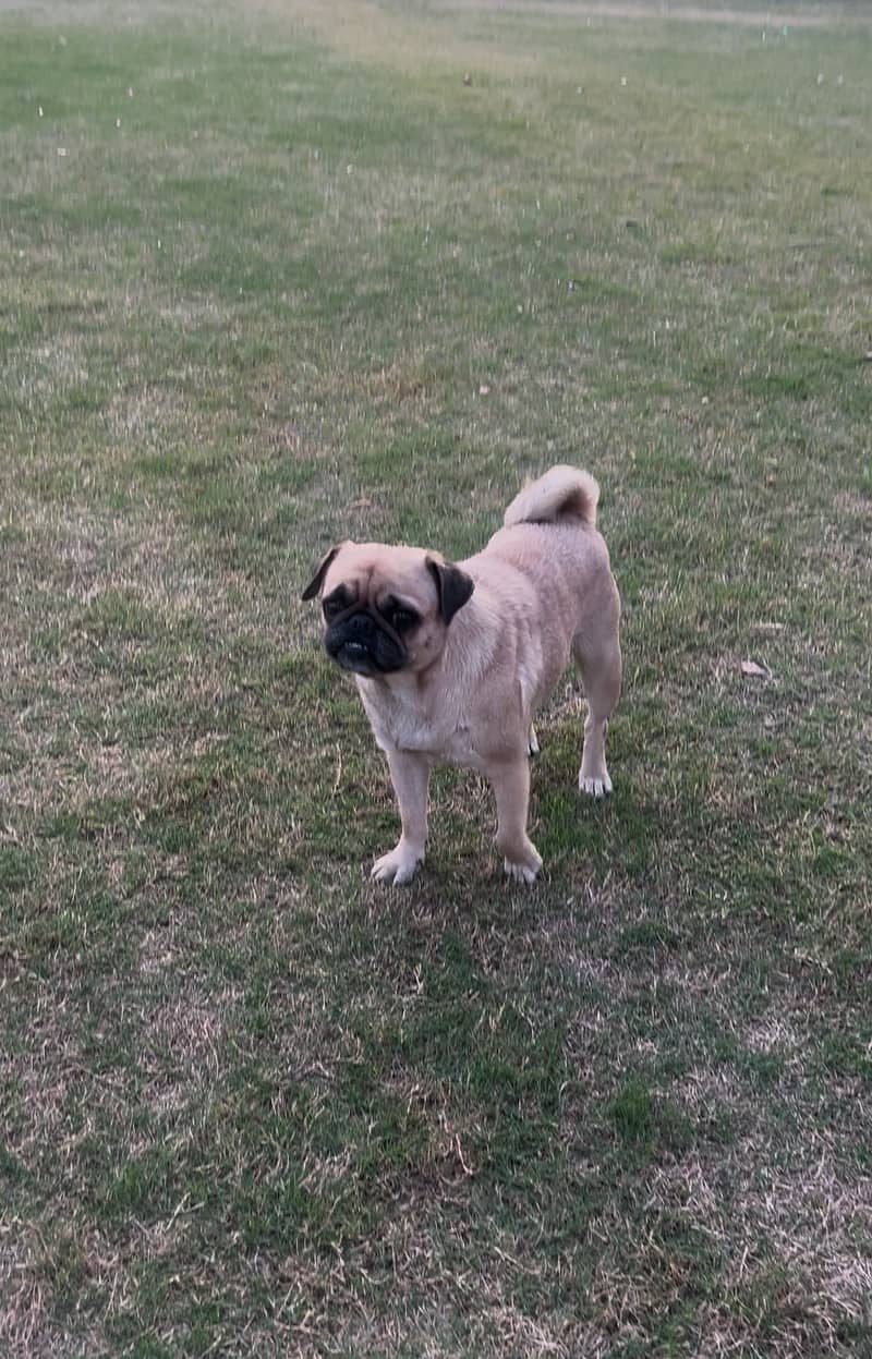 Female Pug Dog 8