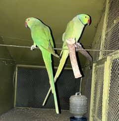 ringneck parrot full setup